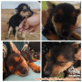 Free Adopt Anak Anjing daerah Padalarang