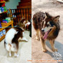 Free Adopt Alaskan Malamute
