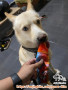 FREE ADOPT