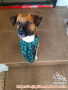 Free Adop Anjing Mix