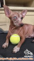 Open Adopt Dihibahkan Anjing Senior Ras Mini Pincher