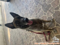 Mencari kennel boy untuk anjing saya belgian mallinois