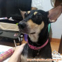 Free Adopt