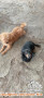 Hibah anjing dachsun