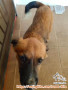 adopsi Anjing Mix