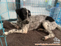 Adopsi anjing dalmatian mix
