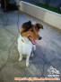 Hibah anjing gratis wilayah Medan