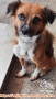 adopsi Anjing Mix