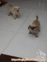 Free adopt