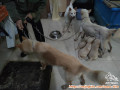 Hibah Gratis 9 Ekor Anjing