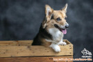 Open Adopt: Sunshine Corgi Betina Sehat dan Steril