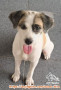 Hibah anjing betina 2th