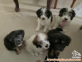 Adopt puppies mix