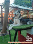 Free Adopt Alaskan Malamute