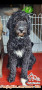 Hibah bernedoodle betina