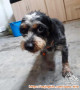 Adopsi Anjing Maltese Mix Jantan