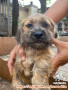 Adopsi anjing mix *zu