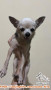 Pure Breed Chihuahua Betina Rescue
