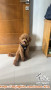 open adopt anjing poodle