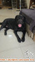Open Adopt labrador 5 tahun
