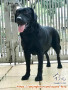 Open Adopt labrador 5 tahun