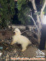 Sy mau menghibahkan puppies *zu maltese warna putih, bagi yang suka dan mau pelihara dengan baik
