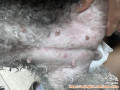 Re: Perut anak anjing bentol bentol