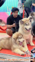 Mencari Perkerjaan Kennel / ngurus rumah
