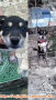 Free adopsi