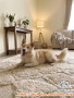 Free Adopsi : Border Collie (white-lemon)