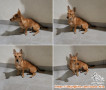 Open Adopsi untuk anak anjing, bukan anjing Ras