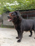 Open adopsi anjing dewasa
